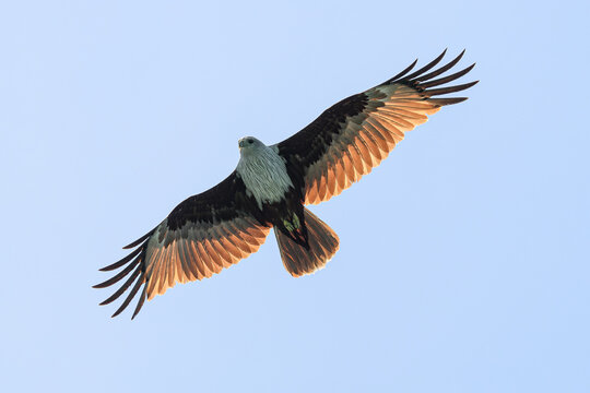Reddish Brown Eagle flying in Langkawi Malaysia