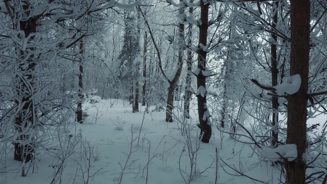 frosty forest