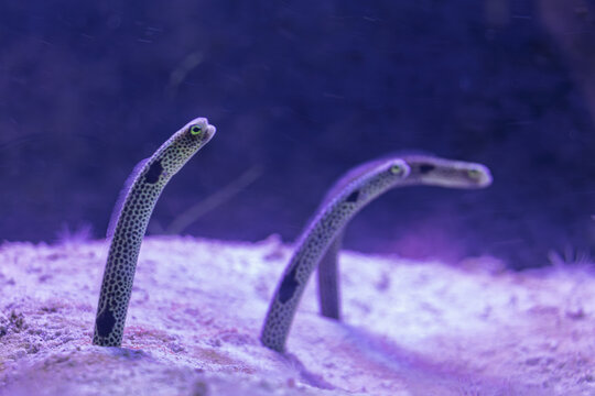 Heteroconger hassi garden eels partial body underwater sand