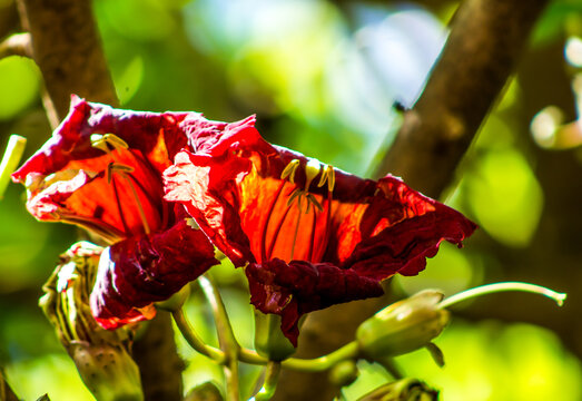 The Large Blood red flowers of the Kigelia Africana, (known as the Sausage tree due to its Sausage shaped fruit) with the sun shinning from above making it seem as-if the fower is glowing