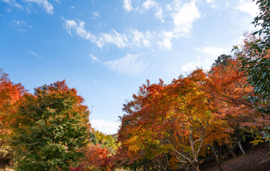Obraz premium 静岡県伊豆市 修善寺自然公園もみじ林