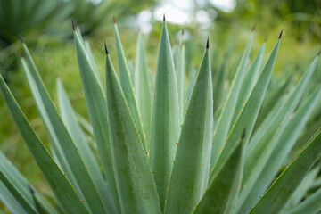 Obraz premium Close up of Agave plants in the garden making tequila industry tequila concept. Detailed close up of vibrant green agave plants leaves, showcasing their unique spiky textures and natural patterns