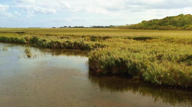 Igneada Flooded Forest Landscape with Reed Beds and Wetland Vegetation, Rare Longoz Ecosystem Under Cloudy Sky, Scenic Nature Reserve in Thrace region of Turkey, Peaceful Swamp Woodlands.
