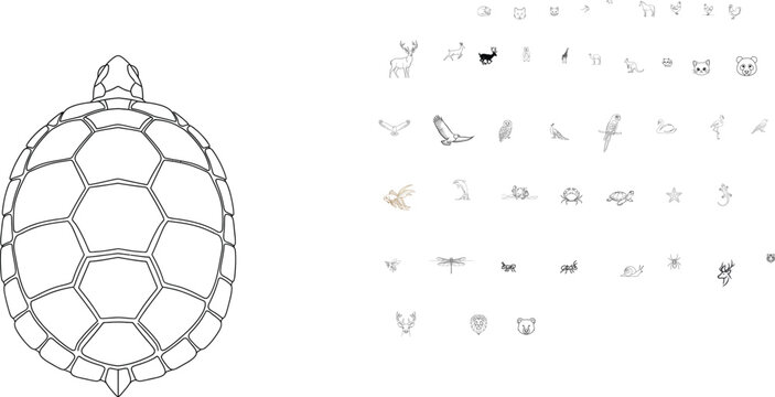 Turtle shell illustration on white background