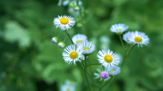 Dainty white philadelphia fleabane blossoms with yellow centers swaying gently on thin stems against a soft blurred green foliage background in summer