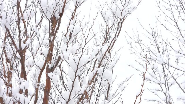 木々が雪をまとい続ける真冬の情景　寒気に包まれた厳冬の風景