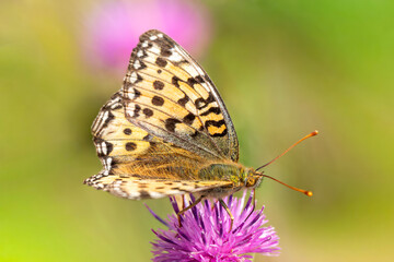 Obraz premium Dark Green Fritillary butterfly (Speyeria aglaia) with its wings outstretched which is found flying in spring and summer, macro nature photography of butterflies, close-up stock photo image