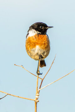 Close-up photo of a European stonechat bird perched on a branch, showing orange breast, black head, and white neck patch, wildlife photography stock photo image 