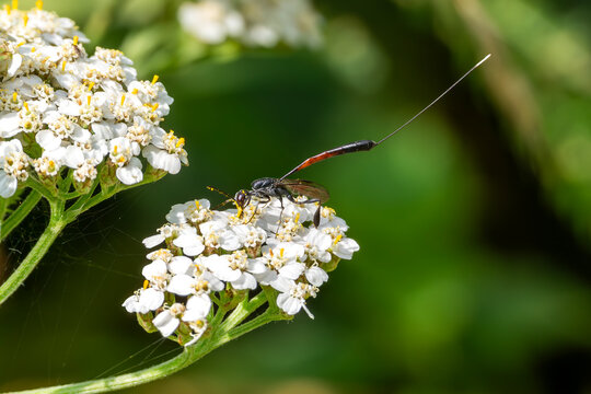 Female gasteruption jaculator parasitoid javelin wasp insect with long ovipositor visiting flowers and laying eggs in solitary bee nests, commonly found in UK gardens, macro stock photo image