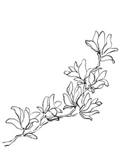 咲き誇るモクレンの花の手描きの線画イラスト(透過PNG)