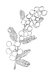 ポンポンと咲き誇るミモザの花の手描きの線画イラスト
(透過PNG)