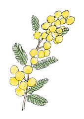 ポンポンと咲き誇るミモザの花の手描きの線画と水彩イラスト(透過PNG)