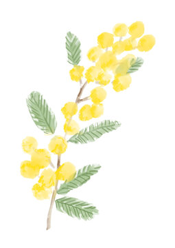 ポンポンと咲き誇るミモザの花の手描きの水彩イラスト(透過PNG)