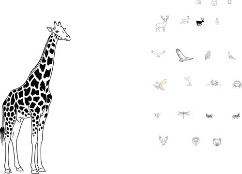 Giraffe standing alone in simple line art
