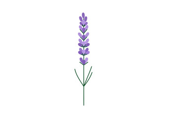 Obraz premium Single Lavender Flower Stalk With Green Leaves Isolated On White Background