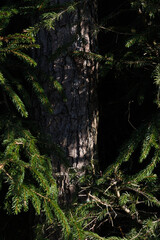 A tree with green leaves and a brown trunk