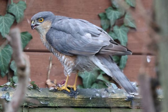Sparrowhawk on a fence eating its prey. close up. Male bird of prey eating a small bird