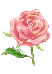 咲き誇るピンクのバラの花の手描きの水彩イラスト(透過PNG)