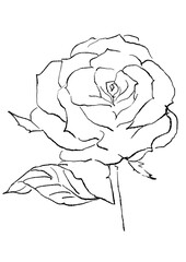 咲き誇るピンクのバラの花の手描きの線画イラスト(透過PNG)