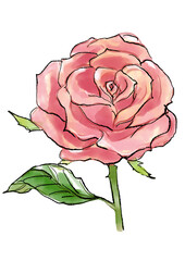 咲き誇るピンクのバラの花の手描きの線画と水彩イラスト(透過PNG)