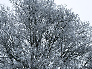 A tree with bare branches and snow on it