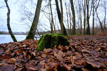 A mossy rock is sitting on a pile of leaves in a forest