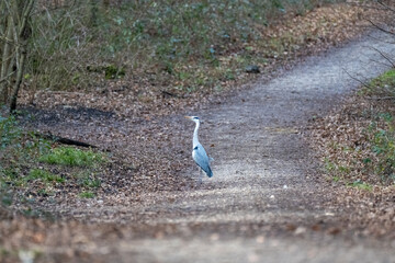 Grey Heron (Ardea cinerea) Standing on Forest Path