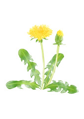 咲き誇るのタンポポの花の手描きの水彩イラスト(透過PNG)