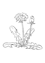 咲き誇るのタンポポの花の手描きの線画イラスト(透過PNG)