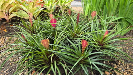Obraz premium Tillandsia Paradise Bromeliad produces red flowers that contrast sharply with long, slender, green leaves. Vibrant pink flower spikes, resembling feathers, paddles, not actual flowers but rather bract