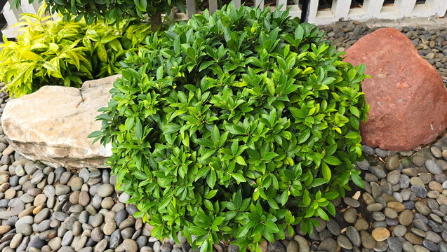 Fukien Tea, pruned into a spherical shape, is grown in garden covered with pebbles. Carmona retusa (Vahl) Masam, Ehretia microphylla Lam. Densely branched shrub with single, dark green, glossy leaves
