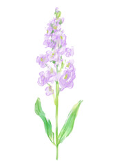 咲き誇るの紫のストックの花の手描きの水彩イラスト