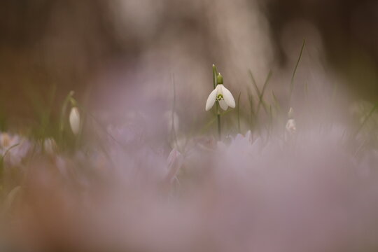fiore di bucaneve nel bosco