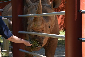Rhinoceros being hand-fed through a metal fence at a zoo or wildlife park © MaxBrandlex