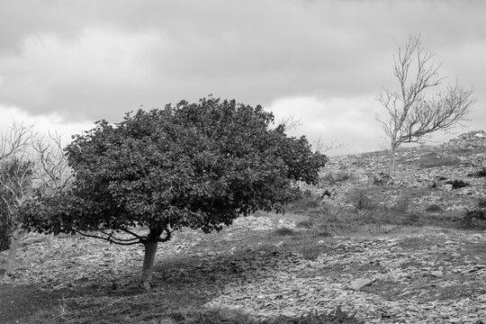 black and white windswept tree on Scout Scar, Lake District