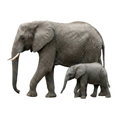 Obraz premium Mother elephant with baby elephant walking together, isolated on transparent background