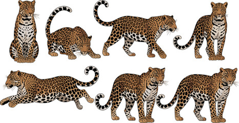 Set of realistic leopard and jaguar vector illustrations featuring various poses like walking, sitting, and stalking isolated on a plain white background. © Hosneara