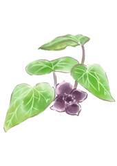 咲き誇るのカンアオイの花の手描きの水彩イラスト(透過PNG)