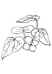 咲き誇るのカンアオイの花の手描きの線画イラスト(透過PNG)