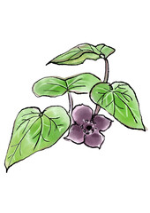 咲き誇るのカンアオイの花の手描きの線画と水彩イラスト(透過PNG)