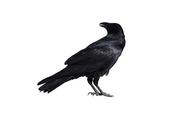 Naklejka premium Black Crow Raven Bird Isolated on Transparent Background