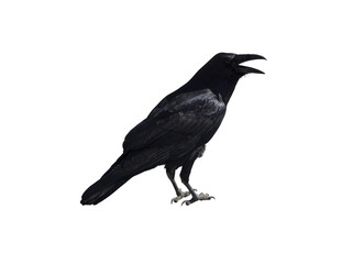 Naklejka premium Black Crow Raven Bird Isolated on Transparent Background