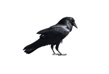 Naklejka premium Black Crow Raven Bird Isolated on Transparent Background