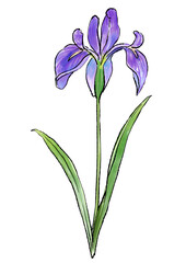 咲き誇るのカキツバタの花の手描きの線画と水彩イラスト(透過PNG)