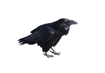 Naklejka premium Black Crow Raven Bird Isolated on Transparent Background