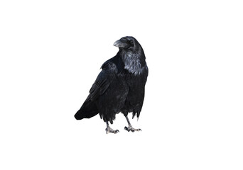 Naklejka premium Black Crow Raven Bird Isolated on Transparent Background