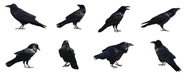 Naklejka premium Black Crow Raven Birds Isolated on Transparent Background