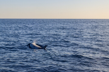 Beautiful Risso's dolphin (Grampus griseus) in the Atlantic ocean near Fuerteventura, Canary islands, Spain