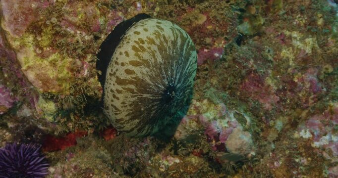 Giant keyhole limpet grazing on rock reef.