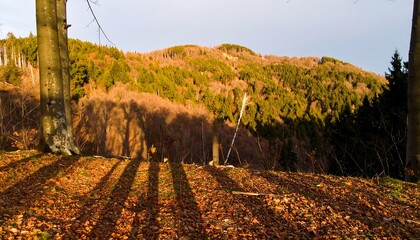 A vibrant autumn mountain scene; sunlight creates long shadows on the foliage and ground. Trees frame the landscape